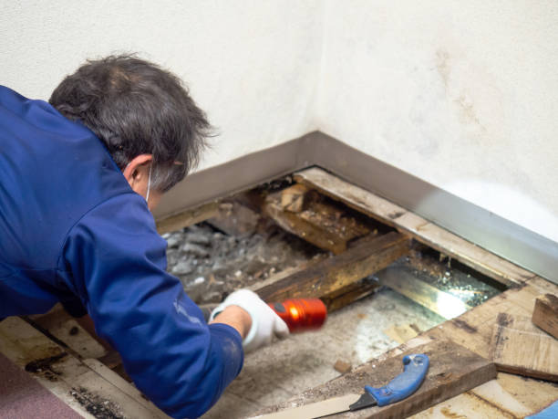 Best Mold Remediation for Specific Building Types in Moorpark, CA