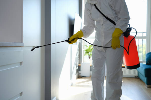 Best Post-Flood Mold Remediation in Moorpark, CA