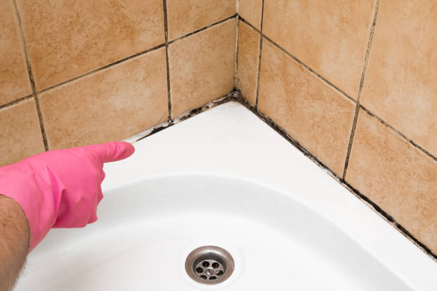 Best Kitchen Mold Remediation in Moorpark, CA